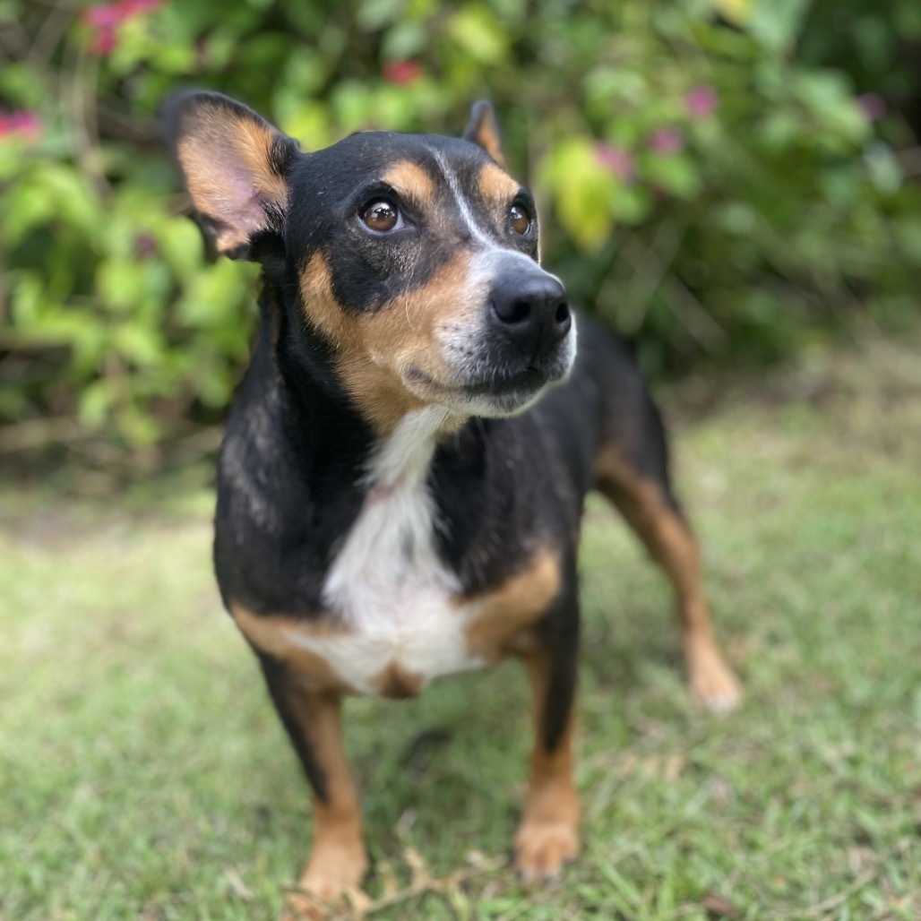 Camilla (COH-A-64554), an adoptable Chihuahua in Keaau, HI, 96749 | Photo Image 1