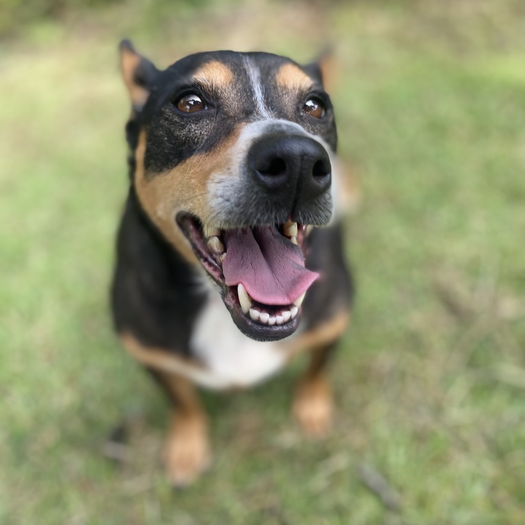 Camilla (COH-A-64554), an adoptable Chihuahua in Keaau, HI, 96749 | Photo Image 2