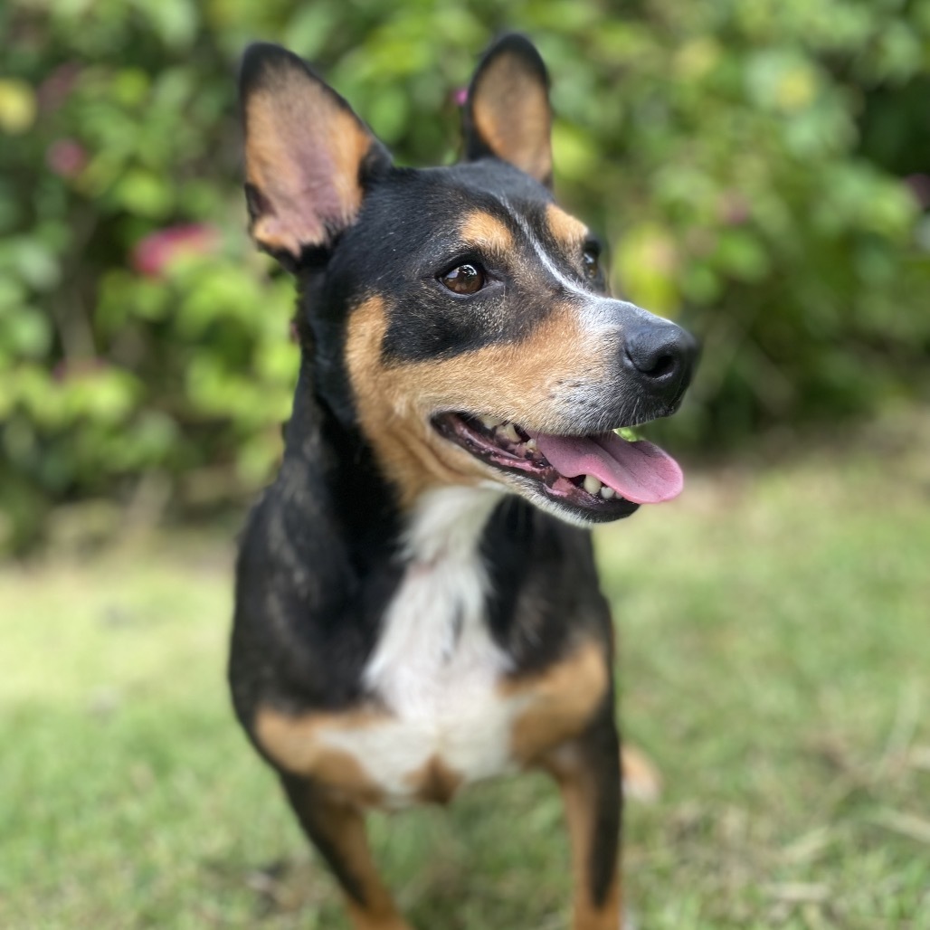Camilla (COH-A-64554), an adoptable Chihuahua in Keaau, HI, 96749 | Photo Image 3