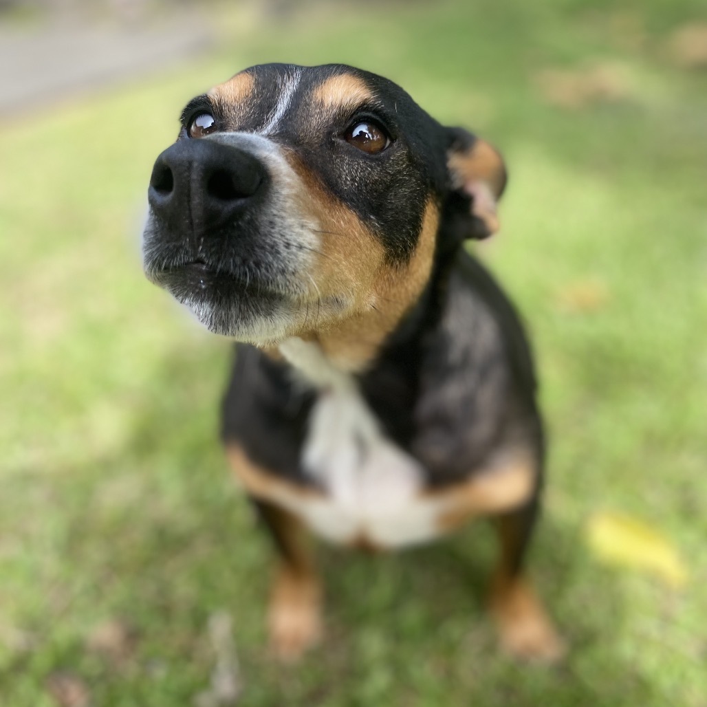 Camilla (COH-A-64554), an adoptable Chihuahua in Keaau, HI, 96749 | Photo Image 4
