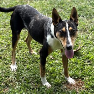Trek (AIR-Stray-12102), Young Male unknown