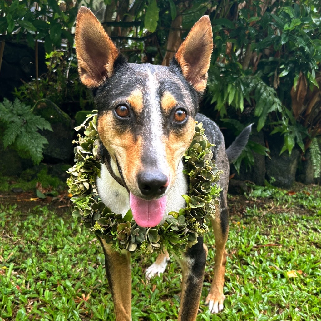 Trek (AIR-Stray-12102), an adoptable Mixed Breed in Keaau, HI, 96749 | Photo Image 1