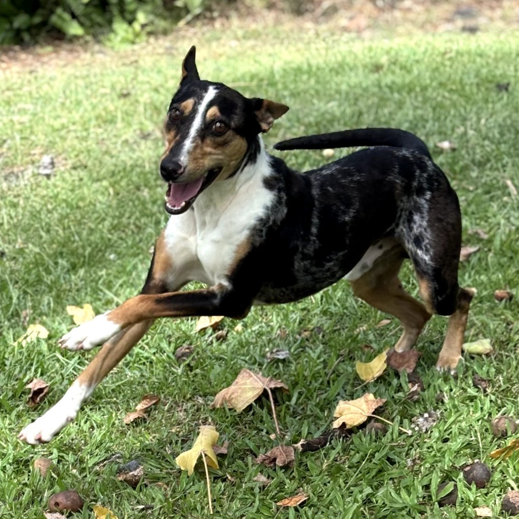 Trek (AIR-Stray-12102), an adoptable Mixed Breed in Keaau, HI, 96749 | Photo Image 2