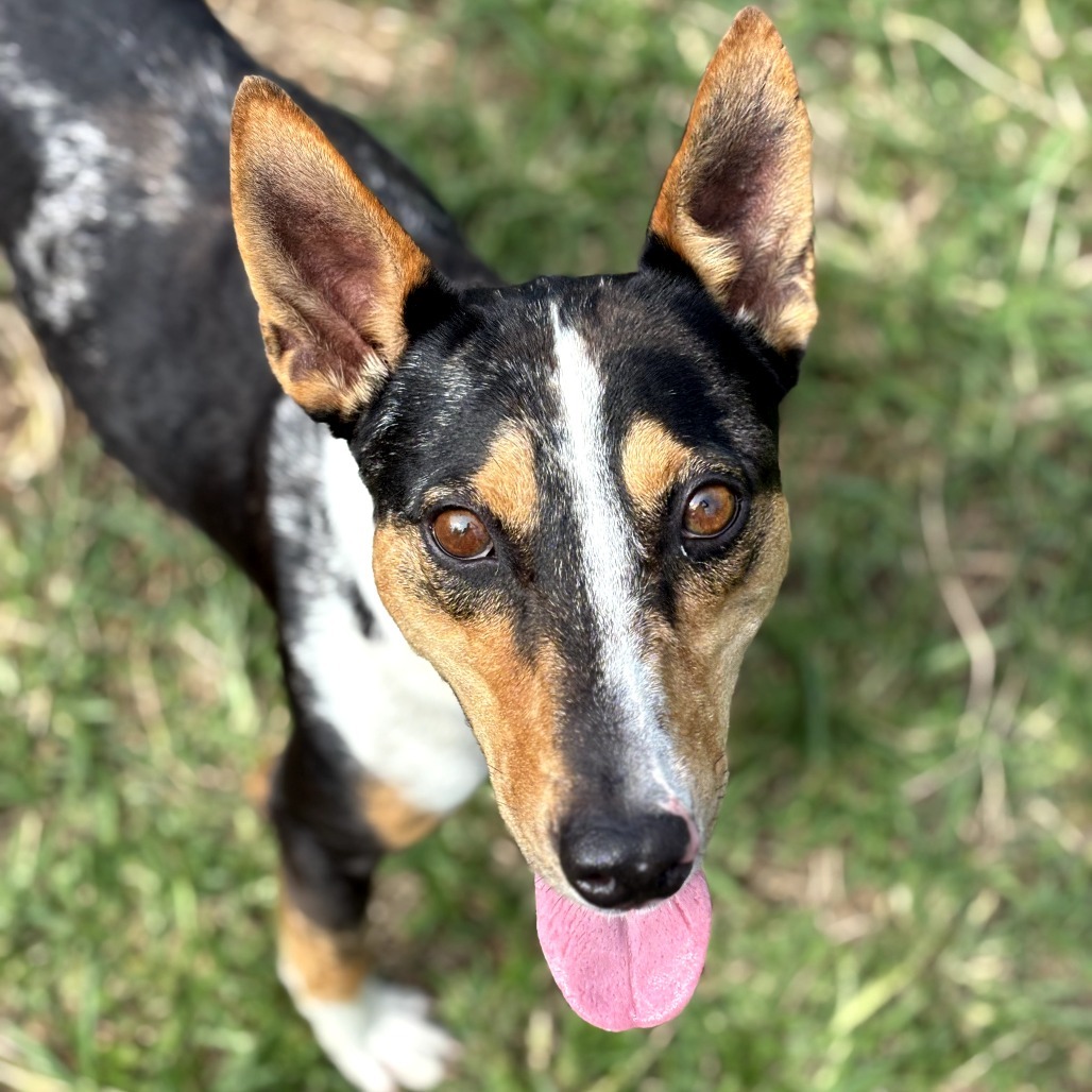 Trek (AIR-Stray-12102), an adoptable Mixed Breed in Keaau, HI, 96749 | Photo Image 4
