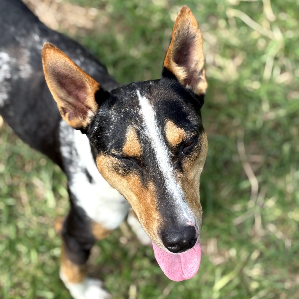 Trek (AIR-Stray-12102), an adoptable Mixed Breed in Keaau, HI, 96749 | Photo Image 4