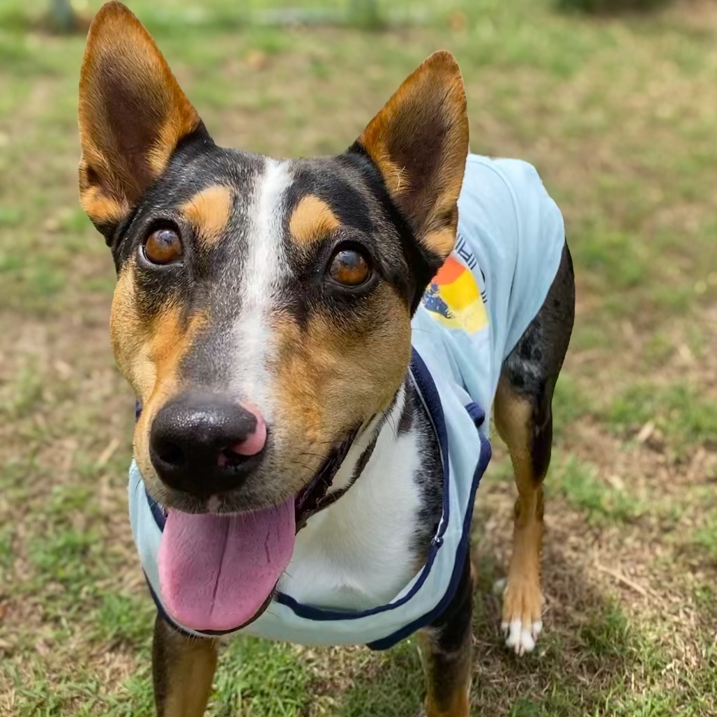 Trek, an adoptable Mixed Breed in Keaau, HI, 96749 | Photo Image 6