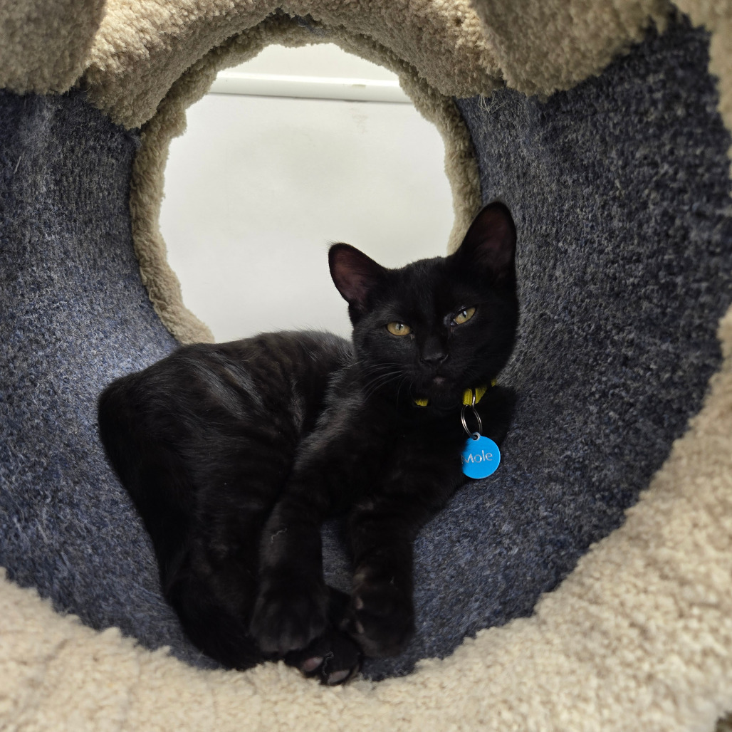 Mole', an adoptable Domestic Long Hair in Buffalo, WY, 82834 | Photo Image 1