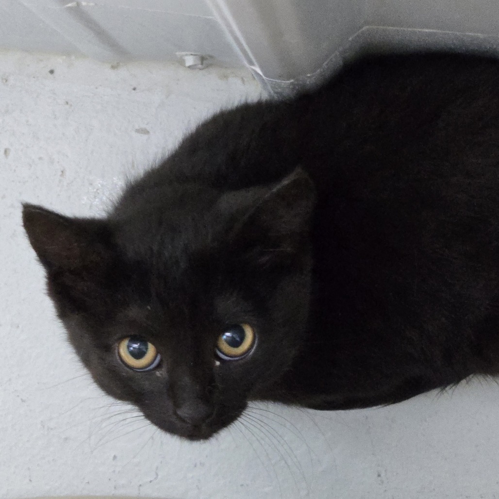 Mole', an adoptable Domestic Long Hair in Buffalo, WY, 82834 | Photo Image 2