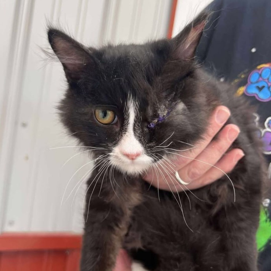 Pesto, an adoptable Domestic Short Hair in Buffalo, WY, 82834 | Photo Image 1