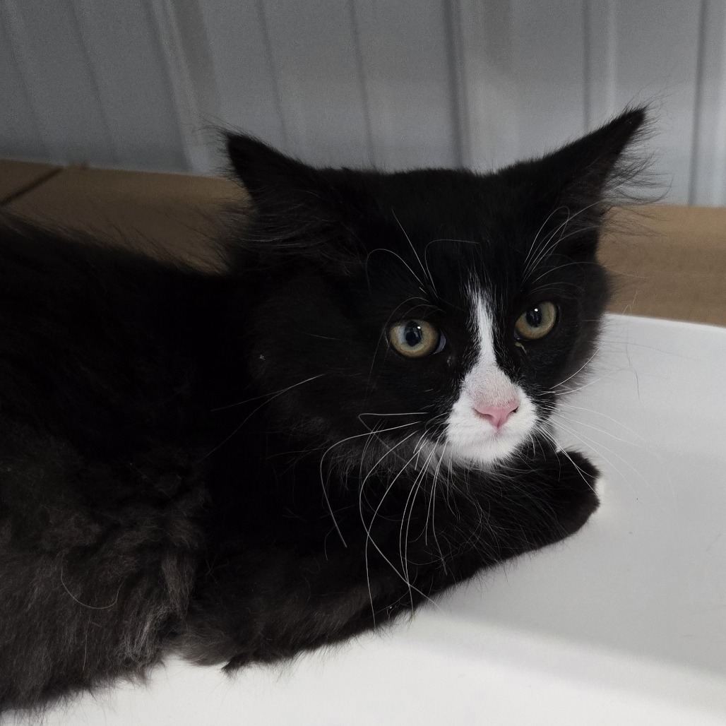 Pesto, an adoptable Domestic Short Hair in Buffalo, WY, 82834 | Photo Image 2