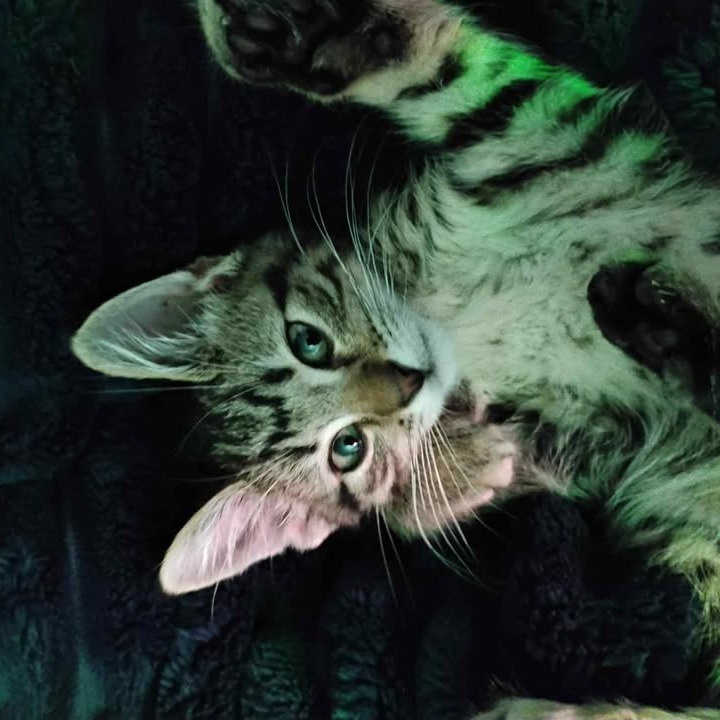 Sriracha, an adoptable Domestic Short Hair in Buffalo, WY, 82834 | Photo Image 1