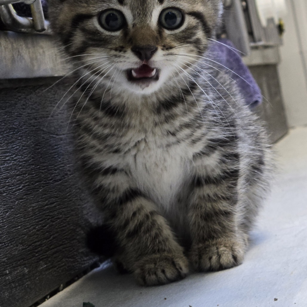Sriracha, an adoptable Domestic Short Hair in Buffalo, WY, 82834 | Photo Image 2