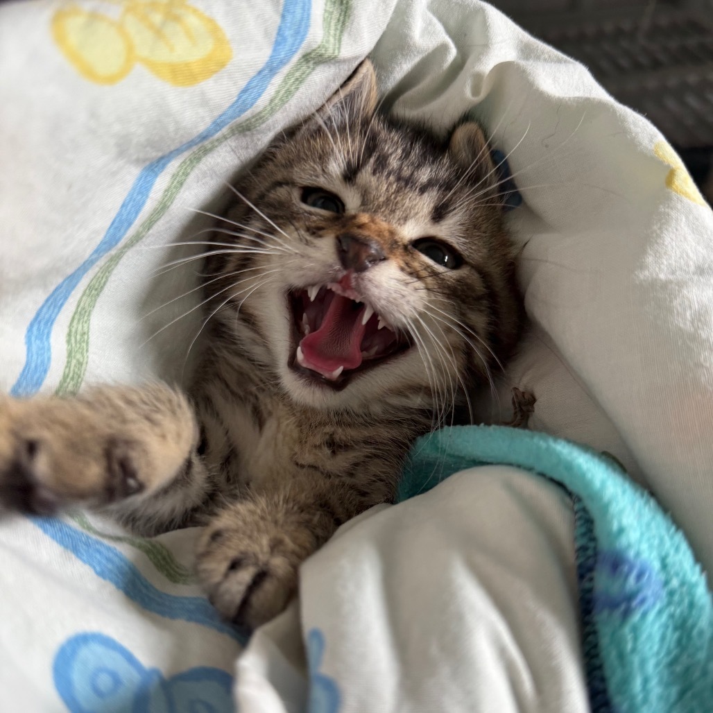 Sriracha, an adoptable Domestic Short Hair in Buffalo, WY, 82834 | Photo Image 3