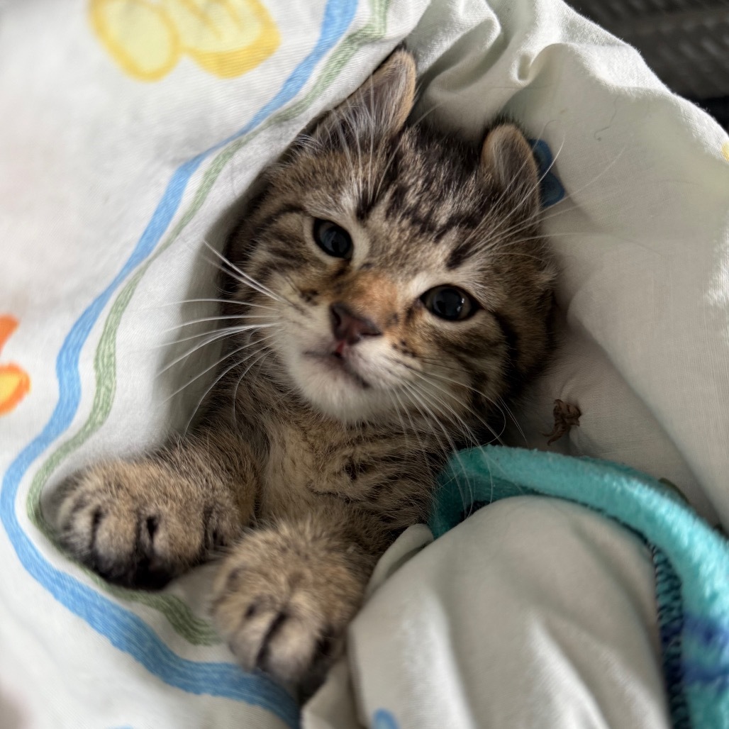 Sriracha, an adoptable Domestic Short Hair in Buffalo, WY, 82834 | Photo Image 4