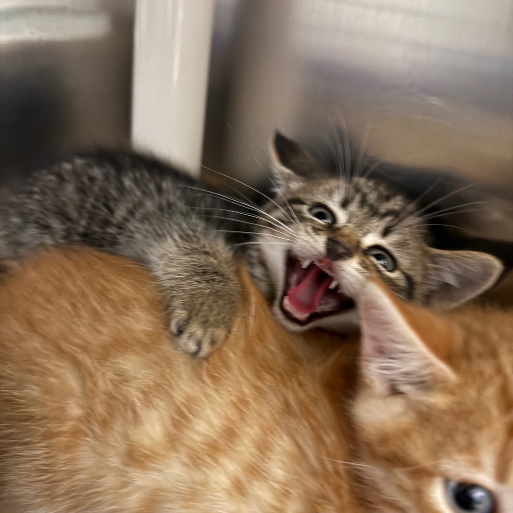 Sriracha, an adoptable Domestic Short Hair in Buffalo, WY, 82834 | Photo Image 5