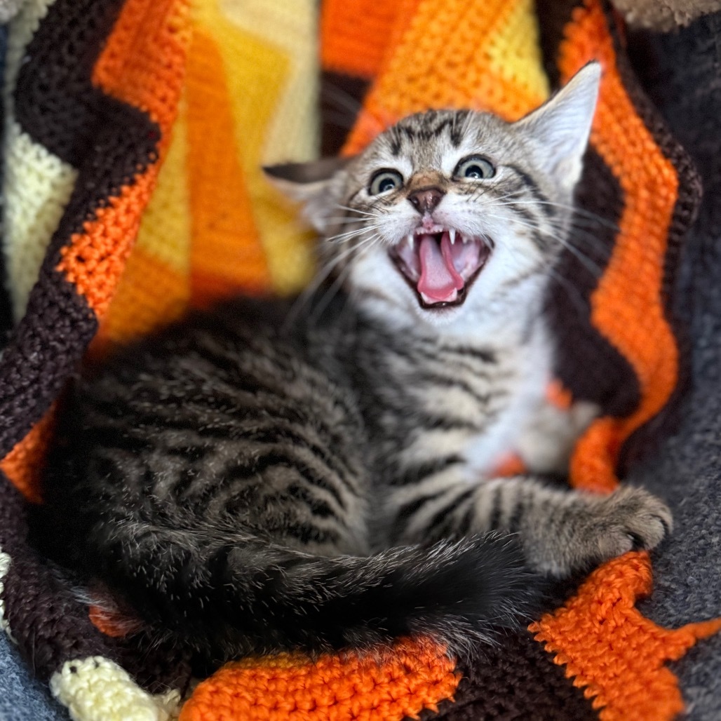 Sriracha, an adoptable Domestic Short Hair in Buffalo, WY, 82834 | Photo Image 6