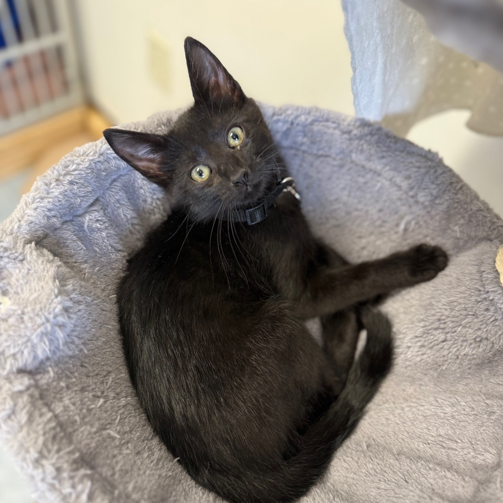 Soy, an adoptable Domestic Short Hair in Buffalo, WY, 82834 | Photo Image 1