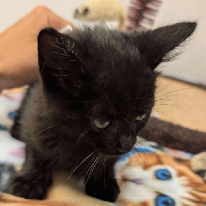 Soy, an adoptable Domestic Short Hair in Buffalo, WY, 82834 | Photo Image 2