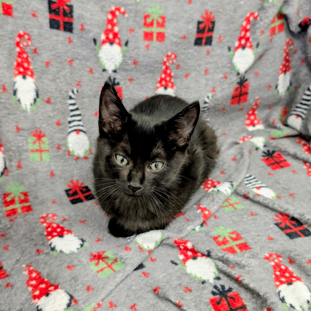 Soy, an adoptable Domestic Short Hair in Buffalo, WY, 82834 | Photo Image 3