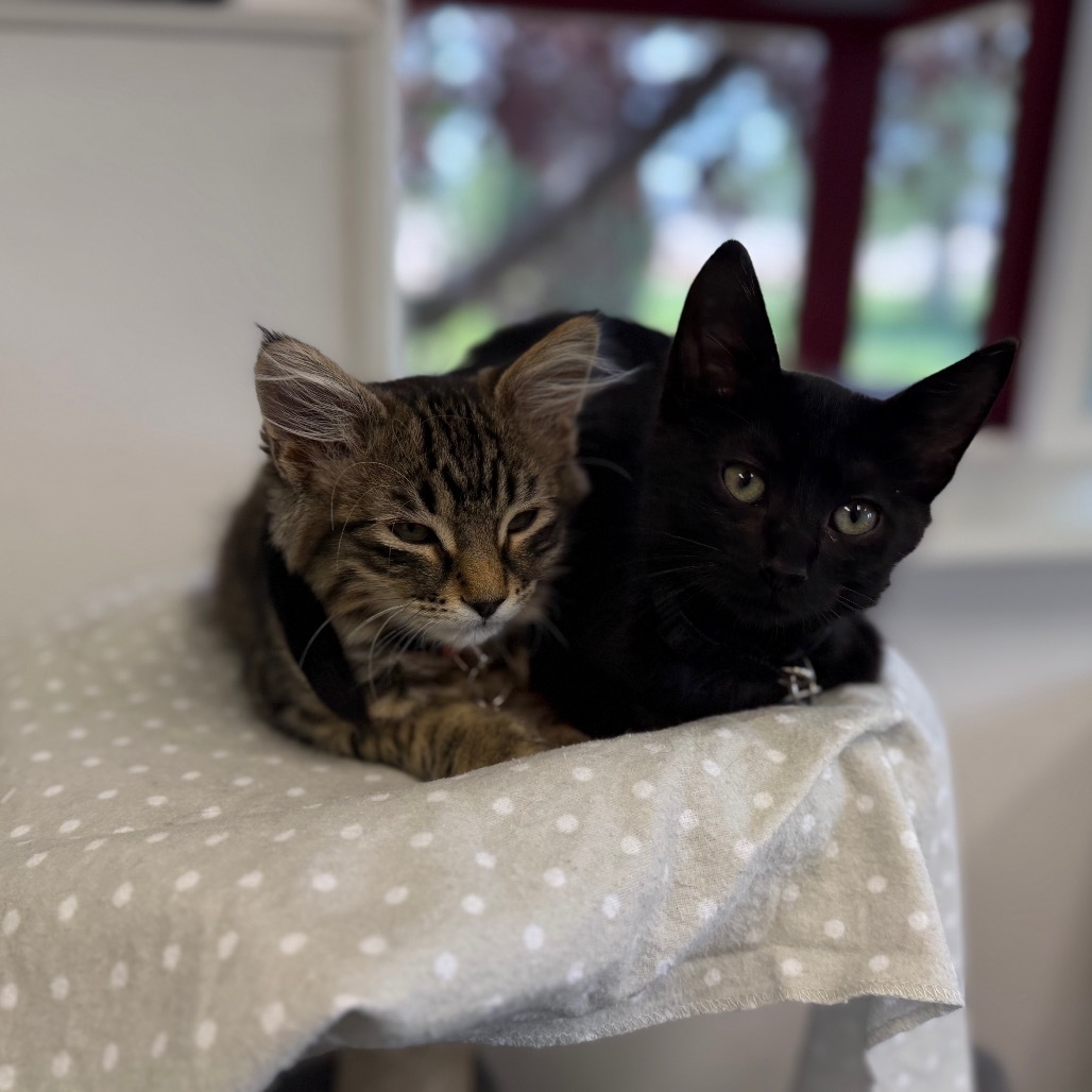 Soy, an adoptable Domestic Short Hair in Buffalo, WY, 82834 | Photo Image 4