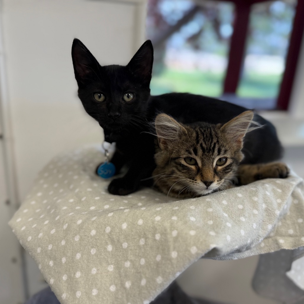 Soy, an adoptable Domestic Short Hair in Buffalo, WY, 82834 | Photo Image 5