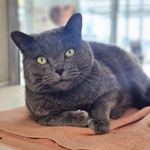 Polly, Senior Female unknown