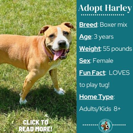 Harley photo