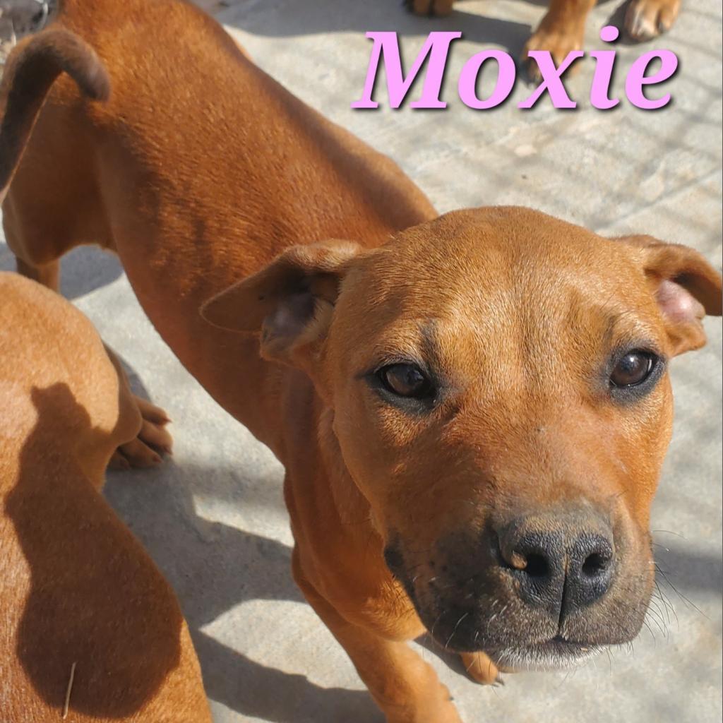 Moxie