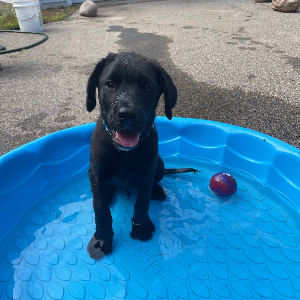 Hank