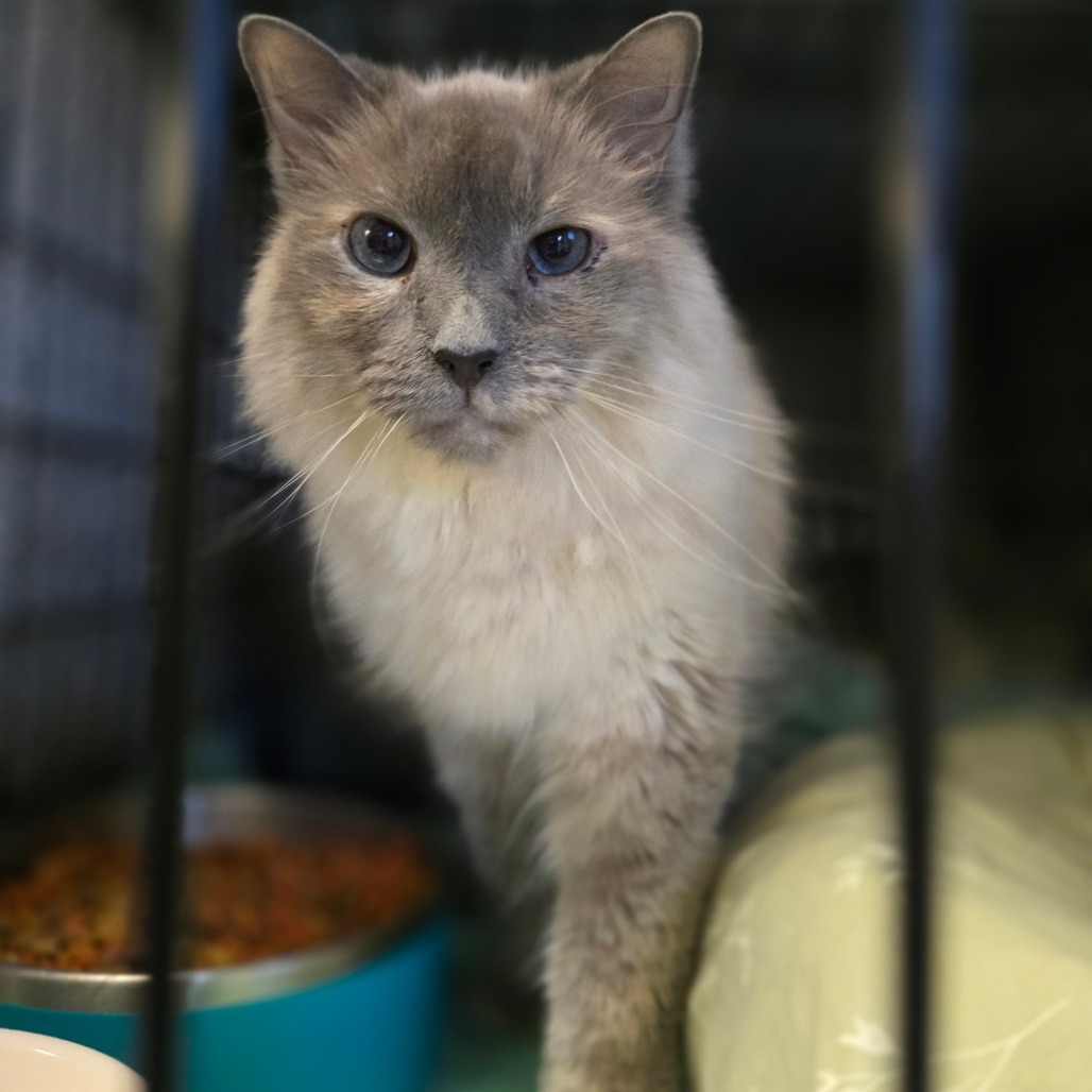 Inari, an adoptable Himalayan in Hinesville, GA, 31313 | Photo Image 1