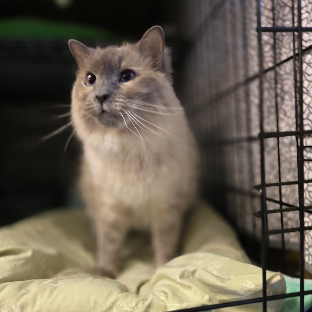 Inari, an adoptable Himalayan in Hinesville, GA, 31313 | Photo Image 2