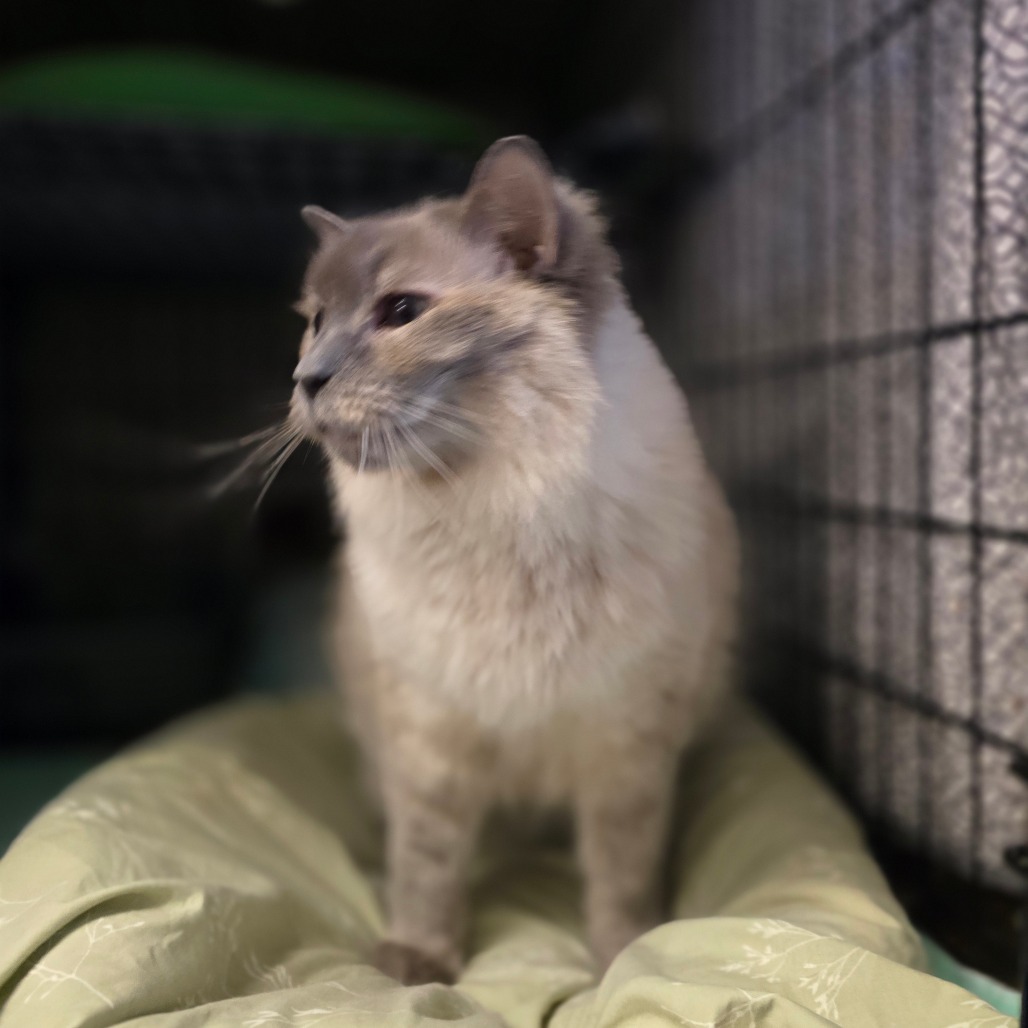 Inari, an adoptable Himalayan in Hinesville, GA, 31313 | Photo Image 3