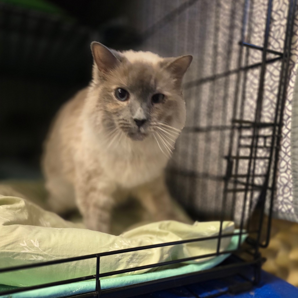 Inari, an adoptable Himalayan in Hinesville, GA, 31313 | Photo Image 4