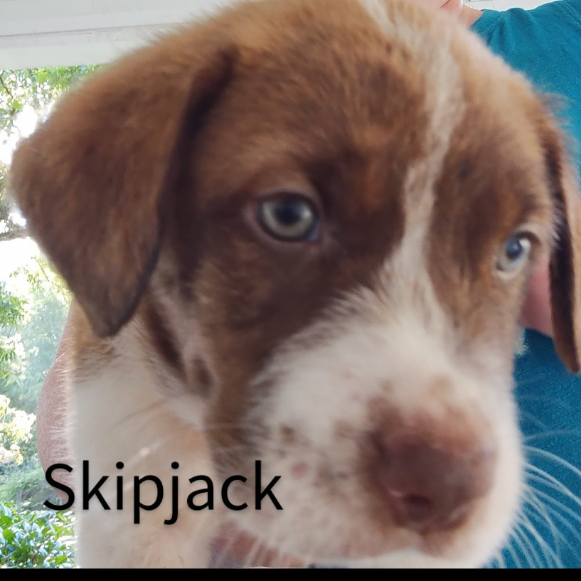 Skipjack