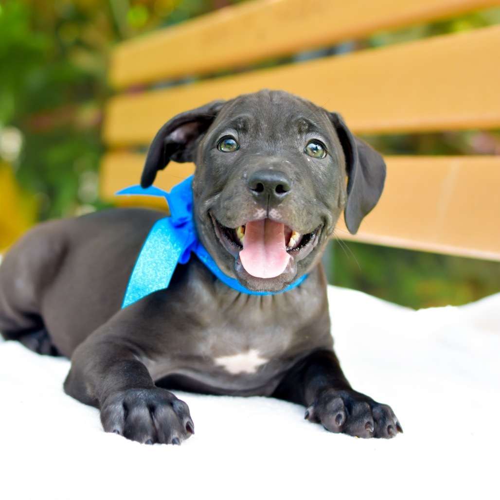 Rice Krispies, an adoptable Mixed Breed in Kailua Kona, HI, 96740 | Photo Image 1