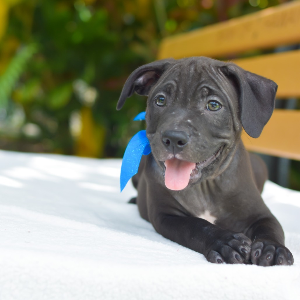 Rice Krispies, an adoptable Mixed Breed in Kailua Kona, HI, 96740 | Photo Image 2