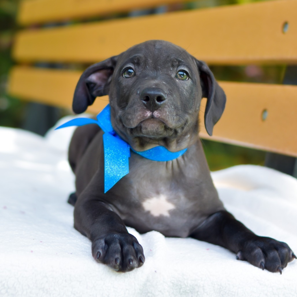 Rice Krispies, an adoptable Mixed Breed in Kailua Kona, HI, 96740 | Photo Image 3