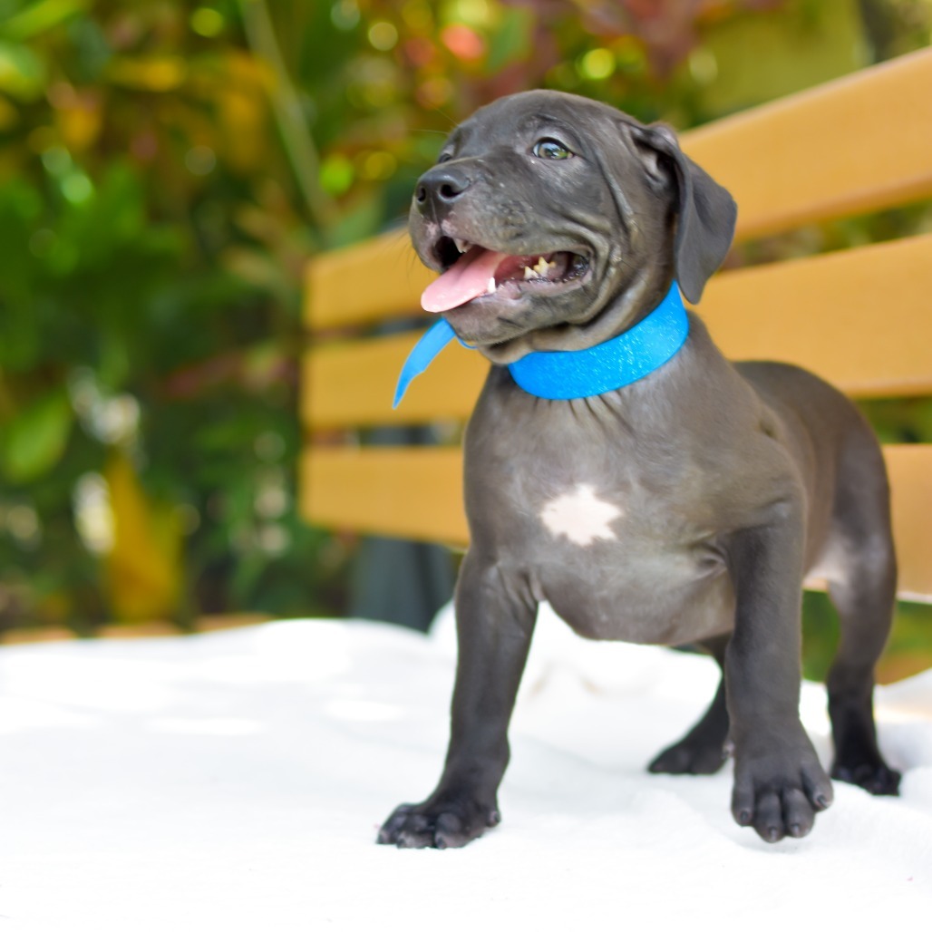 Rice Krispies, an adoptable Mixed Breed in Kailua Kona, HI, 96740 | Photo Image 4