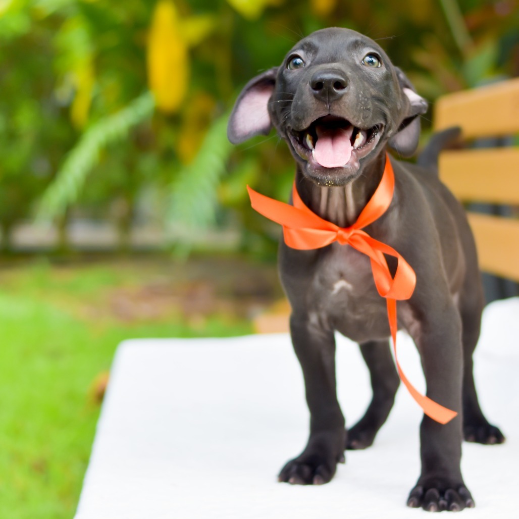 Mini Wheats, an adoptable Mixed Breed in Kailua Kona, HI, 96740 | Photo Image 1