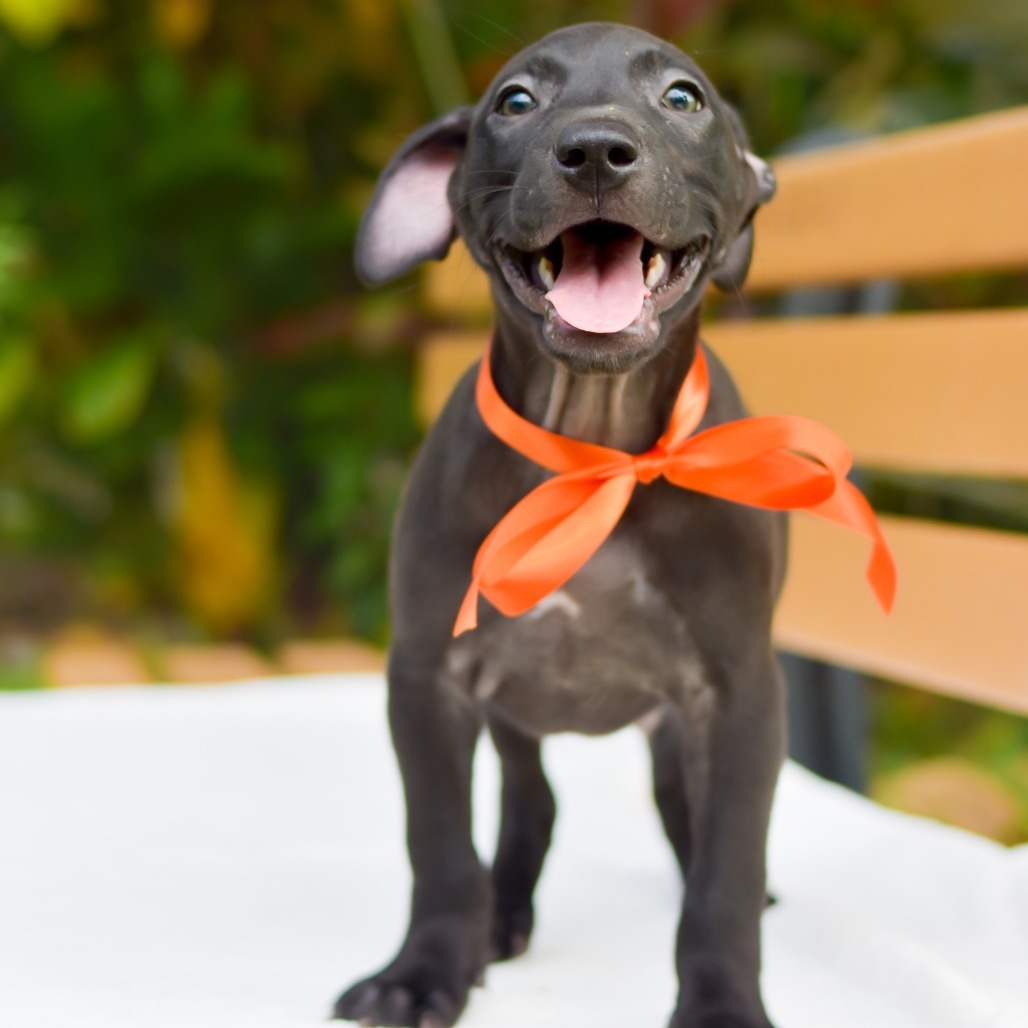 Mini Wheats, an adoptable Mixed Breed in Kailua Kona, HI, 96740 | Photo Image 2