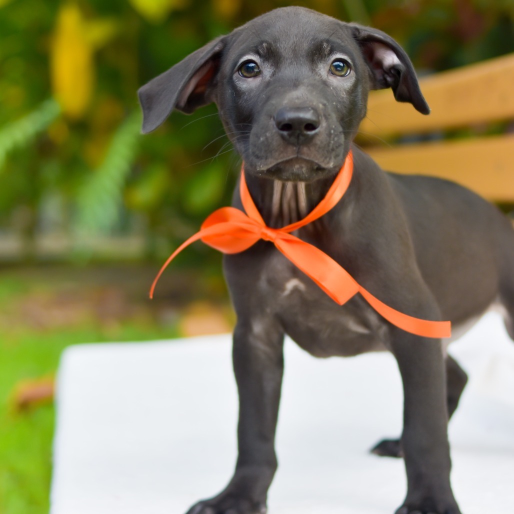 Mini Wheats, an adoptable Mixed Breed in Kailua Kona, HI, 96740 | Photo Image 3