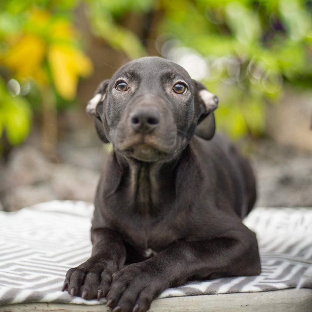 Mini Wheats, an adoptable Mixed Breed in Kailua Kona, HI, 96740 | Photo Image 4