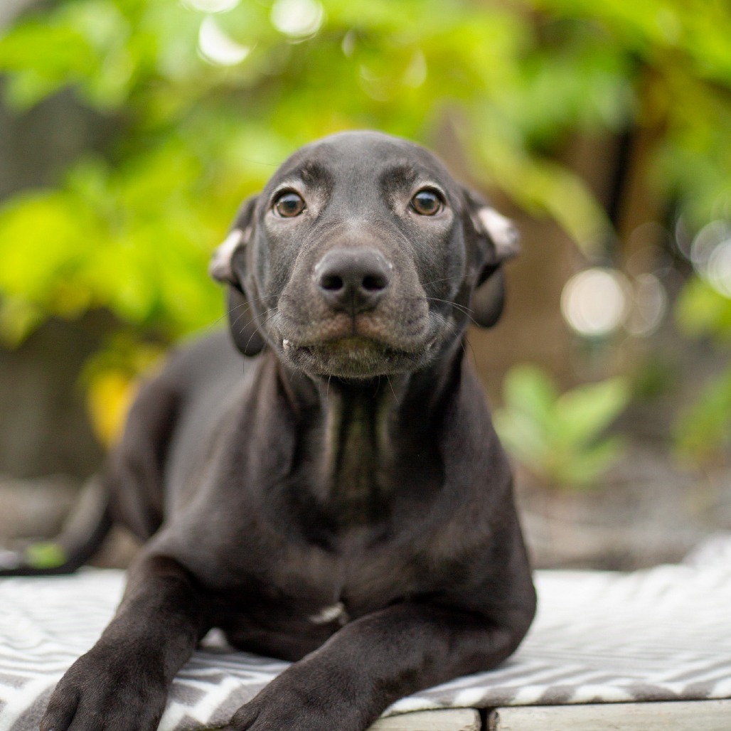 Mini Wheats, an adoptable Mixed Breed in Kailua Kona, HI, 96740 | Photo Image 5