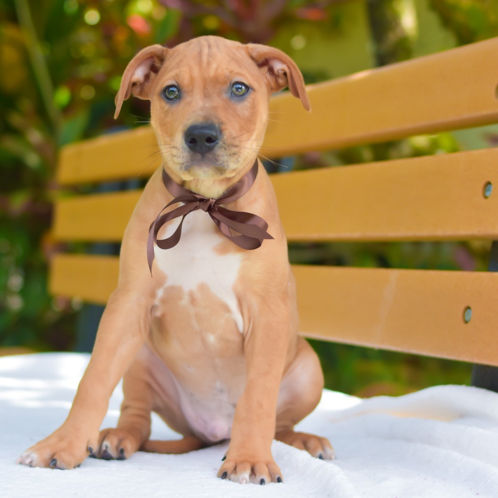 Cocoa Puffs, an adoptable Mixed Breed in Kailua Kona, HI, 96740 | Photo Image 1
