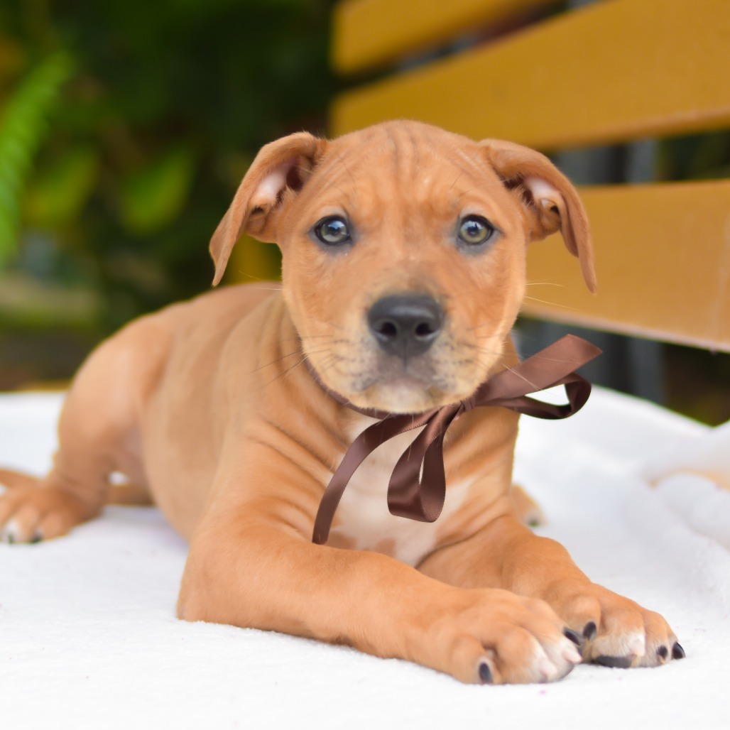 Cocoa Puffs, an adoptable Mixed Breed in Kailua Kona, HI, 96740 | Photo Image 2