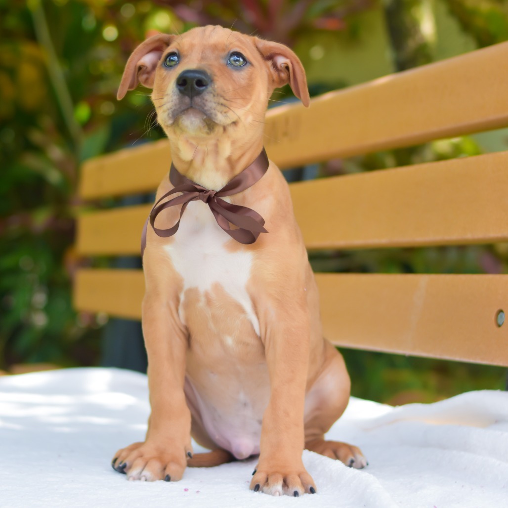 Cocoa Puffs, an adoptable Mixed Breed in Kailua Kona, HI, 96740 | Photo Image 3