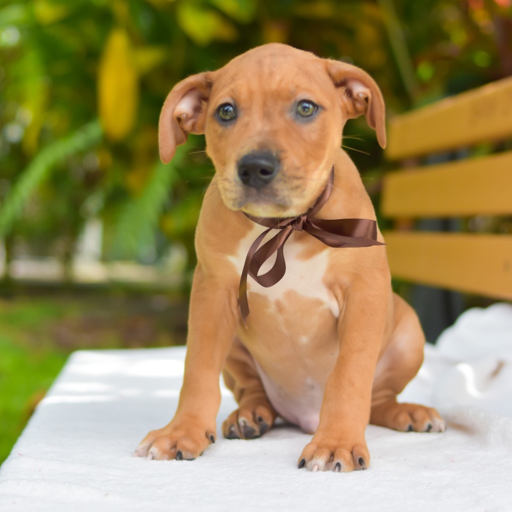 Cocoa Puffs, an adoptable Mixed Breed in Kailua Kona, HI, 96740 | Photo Image 4