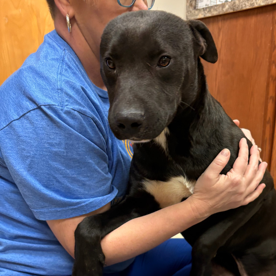 Gomer- 022809T