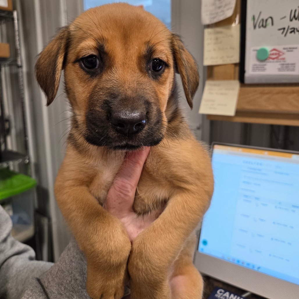 Tater - Peace Collar, an adoptable Mixed Breed in Bismarck, ND, 58507 | Photo Image 1