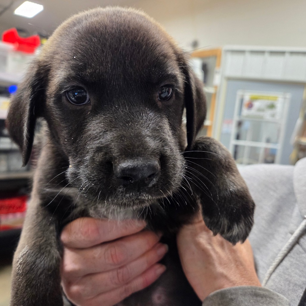 Messi - Light Grey Collar, an adoptable Mixed Breed in Bismarck, ND, 58507 | Photo Image 1